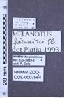 Etiketten zu Melanotus fairmairei (NHMW-ZOO-COL-0007564)